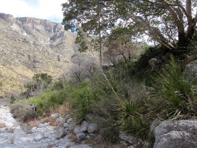 McKittrick Canyon_0192.JPG