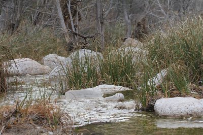 McKittrick Canyon_5407.JPG