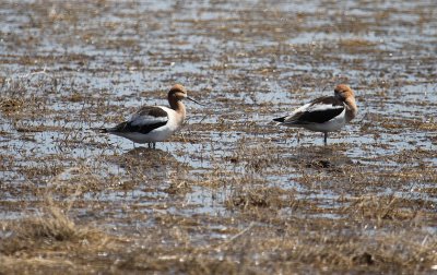 American Avocets_5612.JPG