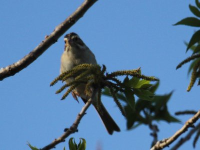 IMG_6040.JPG