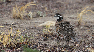 Northern Bobwhite_8544.JPG
