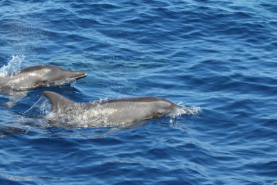 Rough-toothed Dolphins_8586.JPG
