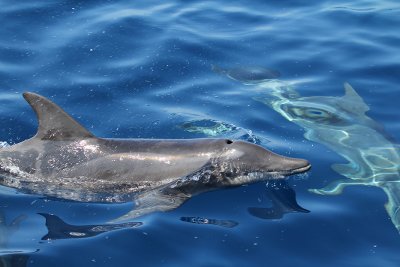 Rough-toothed Dolphins_8592.JPG