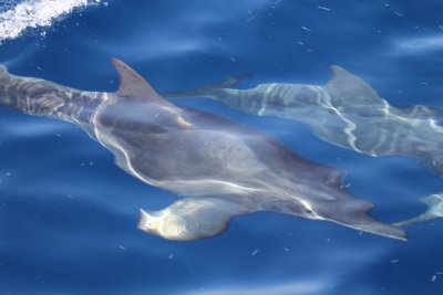 Rough-toothed Dolphins_8594.JPG