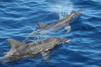 Rough-toothed Dolphins_8616.JPG