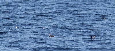 Audubon's Shearwaters_8650.JPG