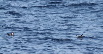 Audubon's Shearwaters_8654.JPG