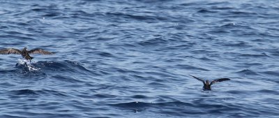 Audubon's Shearwaters_8655.JPG