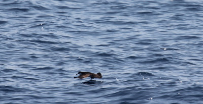 Audubon's Shearwater_8671.JPG