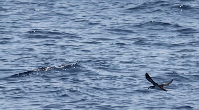 Shearwaters