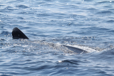 Whale Shark_8698.JPG