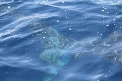 Whale Shark_8706.JPG