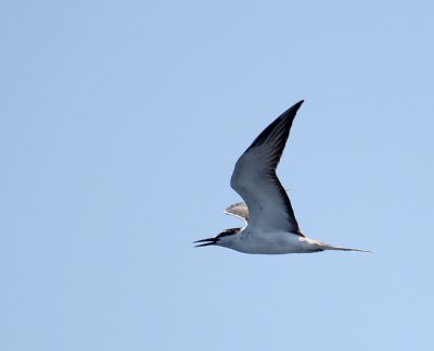 Bridled Tern_8882.JPG