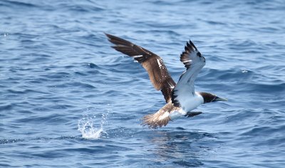 Masked Booby_8968.JPG