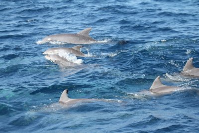 Common Bottlenose Dolphins_8985.JPG