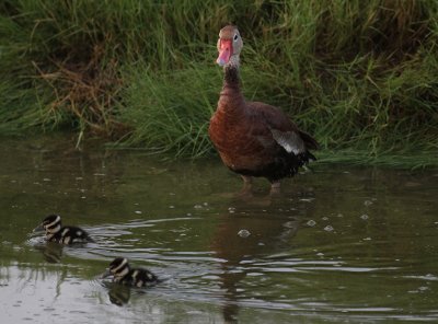 Black-bellied Whistling-Ducks 9032.JPG