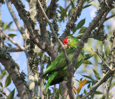 Red-crowned Parrot 9053.JPG