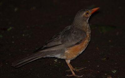 IMG_2943.JPG