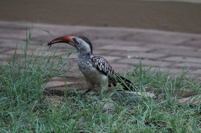IMG_2977.JPG