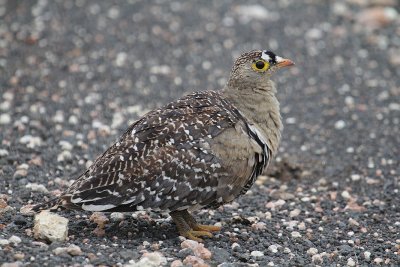 IMG_3131.JPG