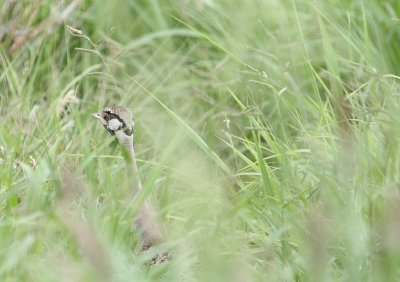 IMG_3184.JPG