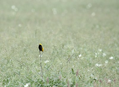 IMG_3203.JPG