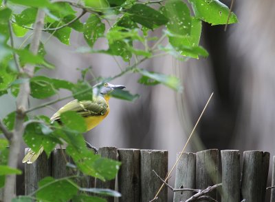 IMG_3305.JPG