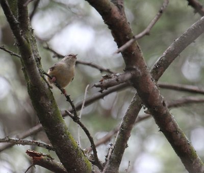 IMG_3318.JPG