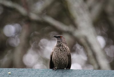 IMG_3327.JPG