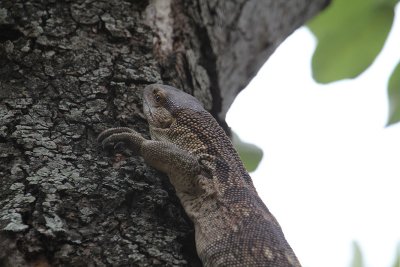 IMG_3380.JPG