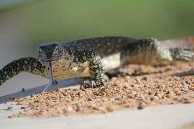 IMG_3467.JPG