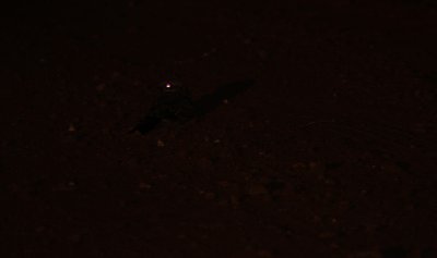 IMG_3480.JPG