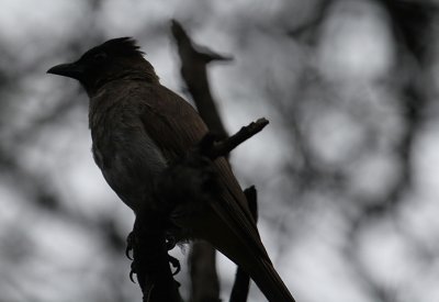 Dark-capped Bulbul_3512.JPG