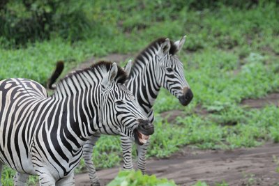 Burchell's Zebras_3518.JPG