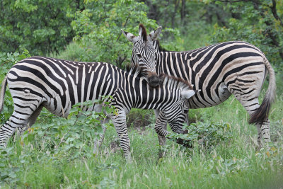 Burchell's Zebras_3528.JPG