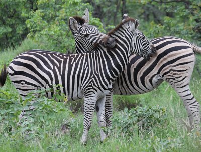 Burchell's Zebras_3530.JPG