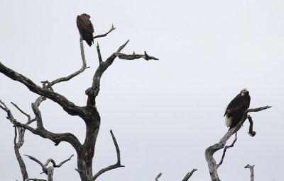 Hooded Vulture & White-headed Vulture_3533.JPG