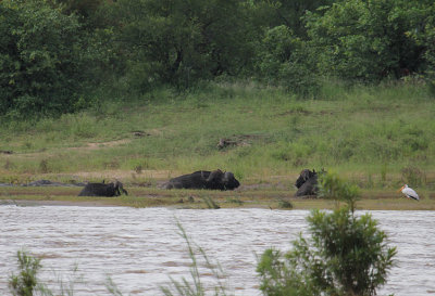 Water Buffalo & Yellow-billed Stork_3542.JPG