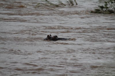 Hippo_3545.JPG