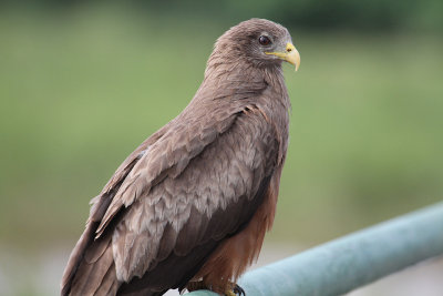 Yellow-billed Kite_3547.JPG