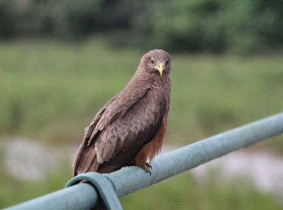 Yellow-billed Kite_3552.JPG