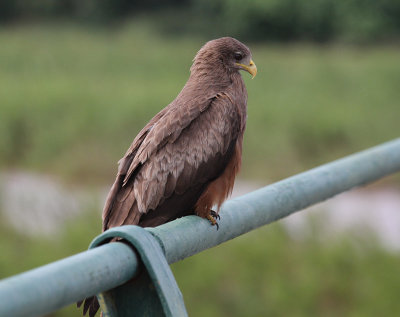 Yellow-billed Kite_3554.JPG