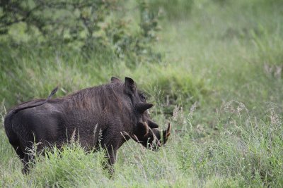 Warthog_3561.JPG