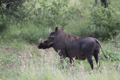 Warthog_3563.JPG