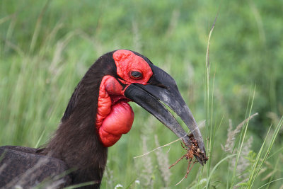 Southern Ground-Hornbill_3566.JPG
