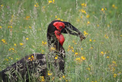 Southern Ground-Hornbill_3569.JPG