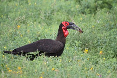 Southern Ground-Hornbill_3571.JPG