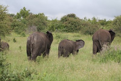 African Elephants_3577.JPG