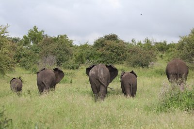 African Elephants_3578.JPG