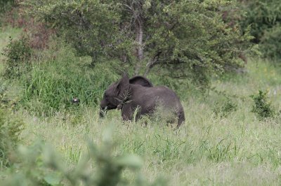 African Elephant_3579.JPG